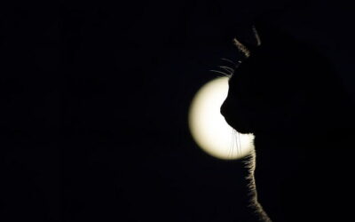 The Domestication of Man on a Full Moon Night. A Strange Cat-Critique on Humanism